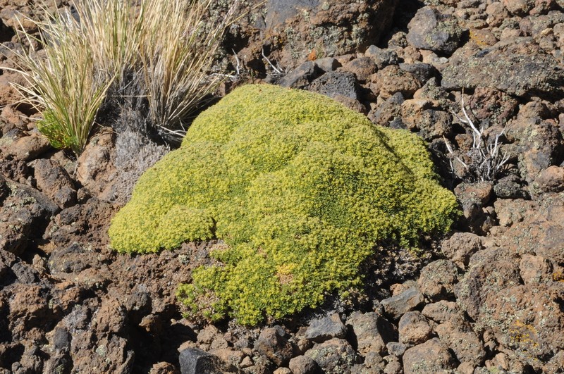 Azorella valentini photo 3