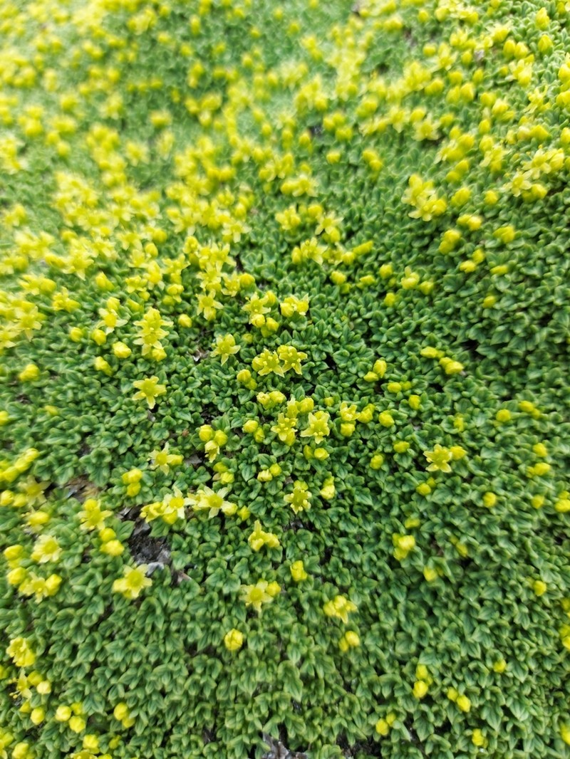 Azorella valentini photo 4