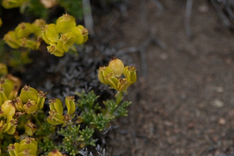 Azorella valentini photo 5