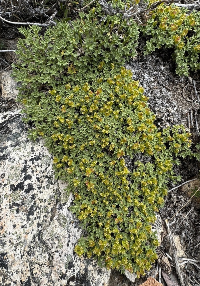 Azorella valentini photo 6