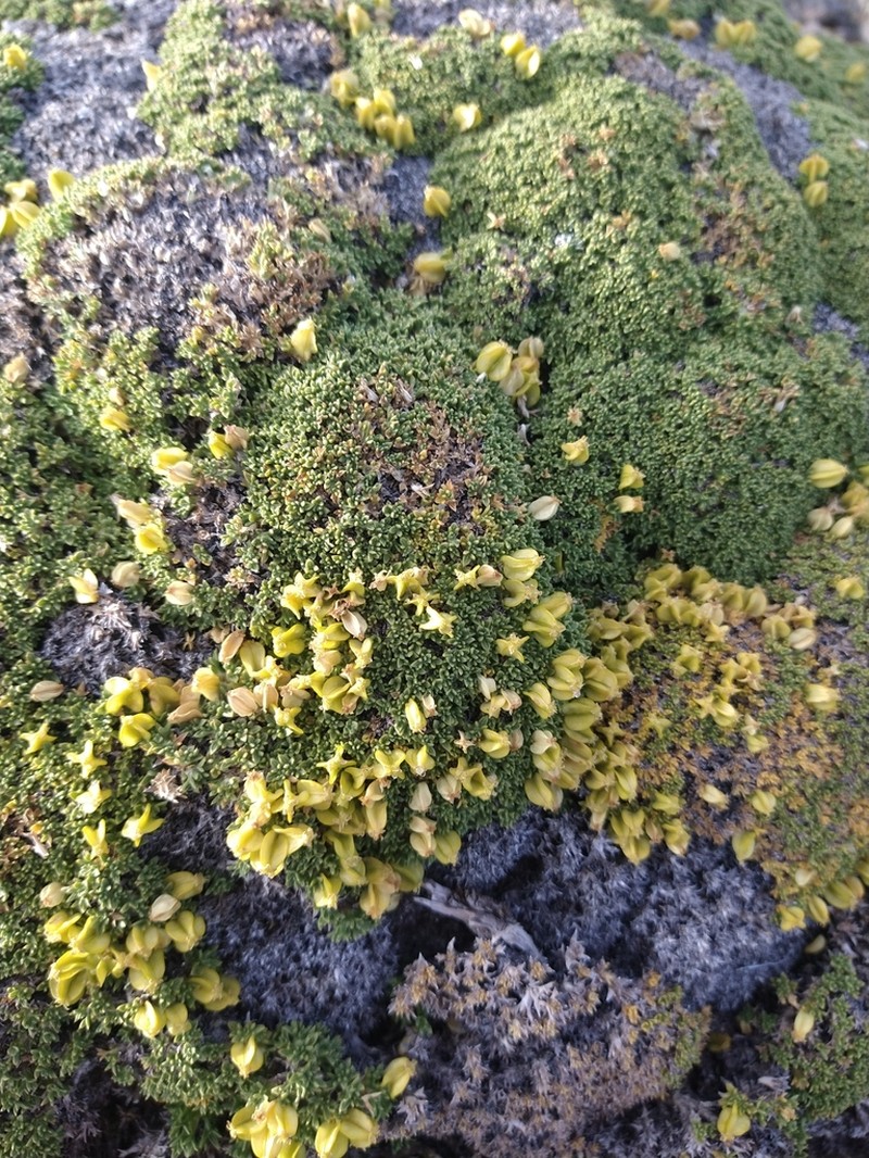 Azorella valentini photo 7