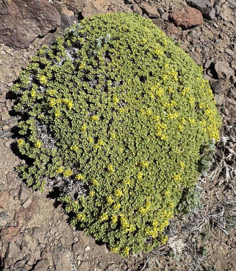 Azorella valentini photo 8