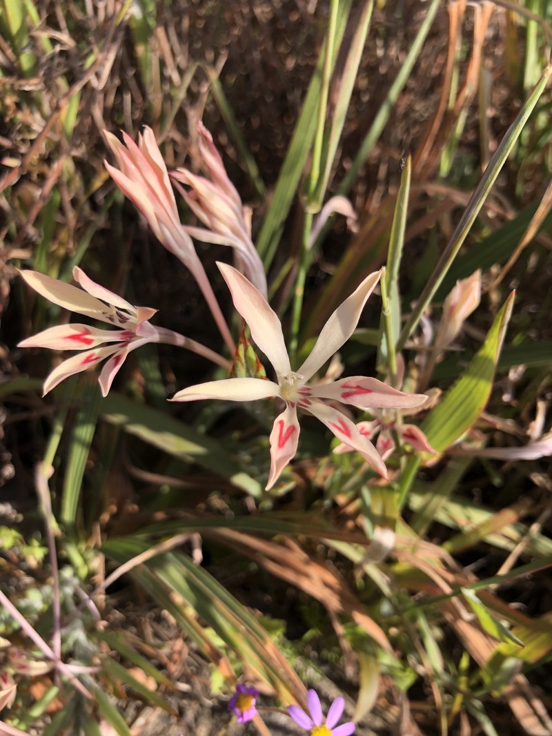 Babiana tubiflora subsp. saxicola
