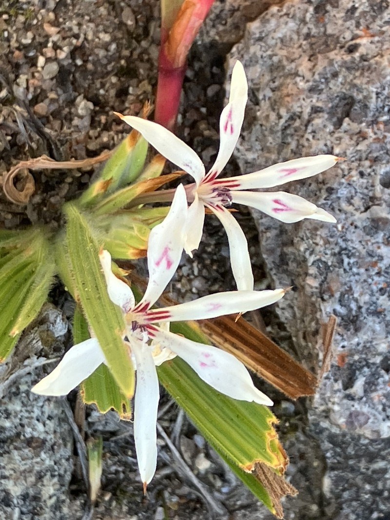 Babiana tubiflora subsp. saxicola photo 2