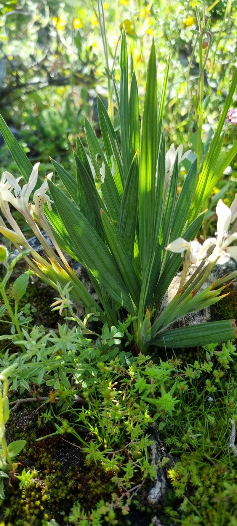 Babiana tubiflora subsp. saxicola photo 3