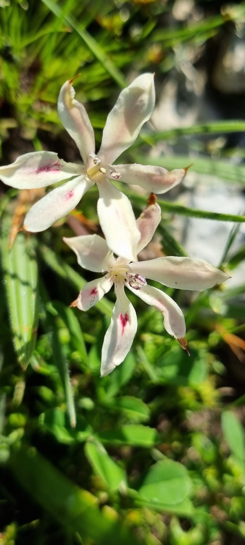 Babiana tubiflora subsp. saxicola photo 4
