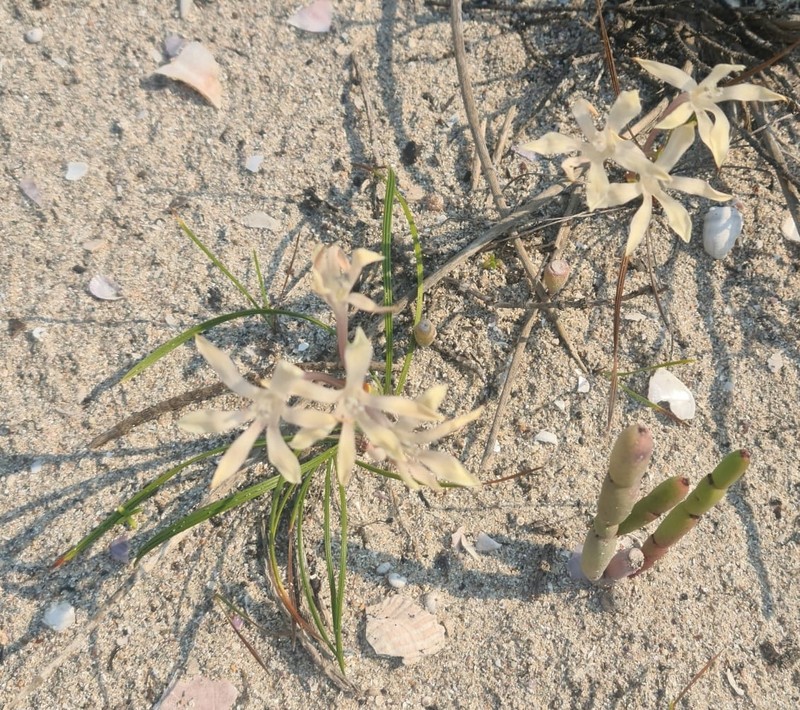 Babiana tubiflora subsp. tubiflora