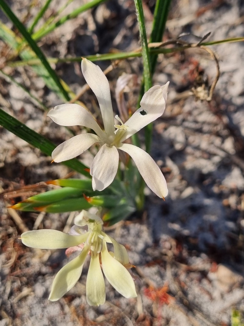 Babiana tubiflora subsp. tubiflora photo 2