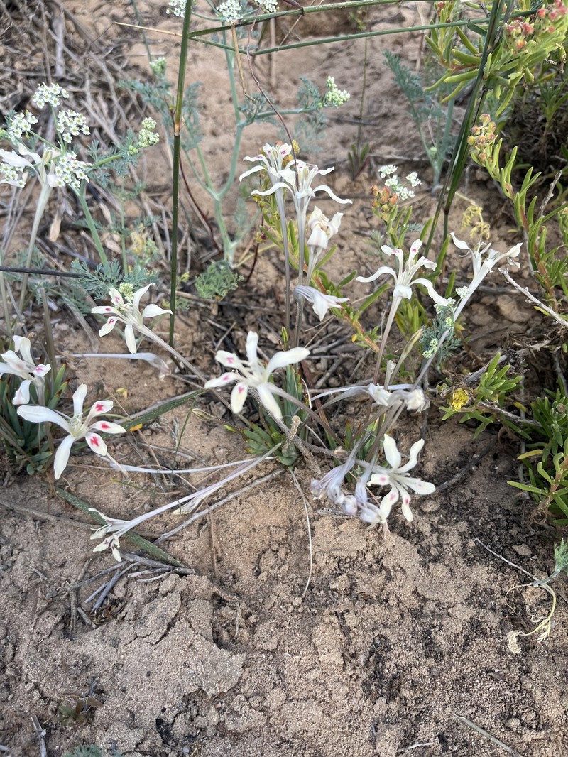 Babiana tubiflora subsp. tubiflora photo 3