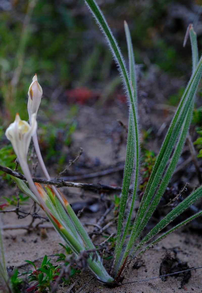 Babiana tubiflora subsp. tubiflora photo 4