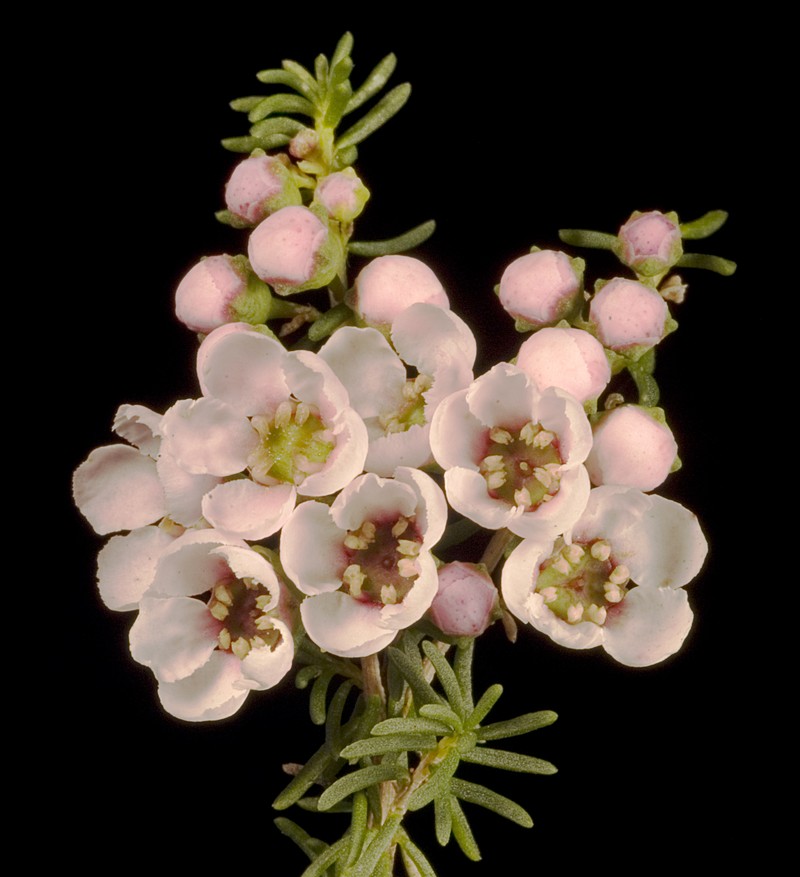 Babingtonia camphorosmae