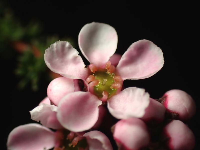 Babingtonia camphorosmae photo 2