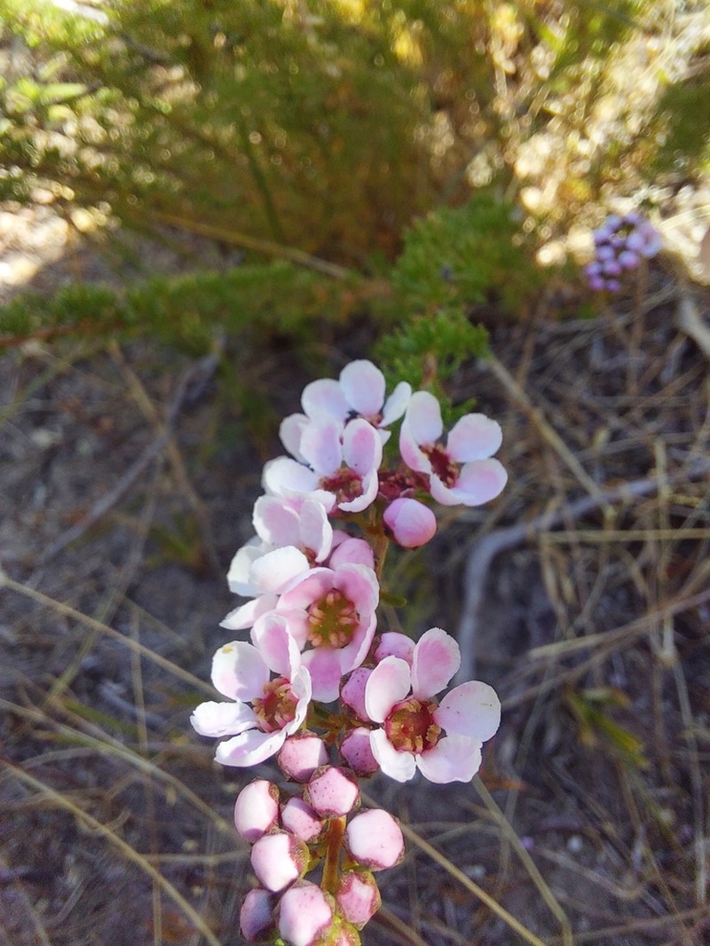 Babingtonia camphorosmae photo 3