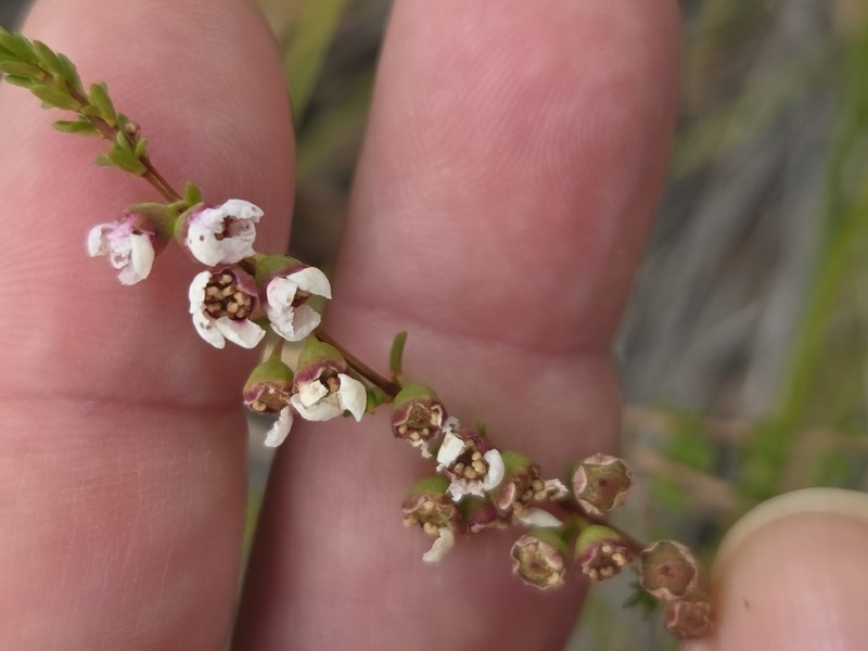 Babingtonia camphorosmae photo 4