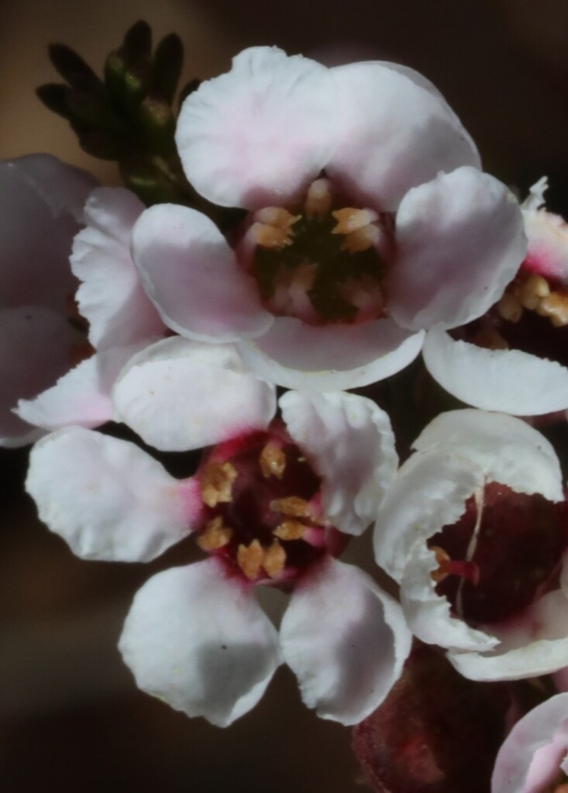 Babingtonia camphorosmae photo 5