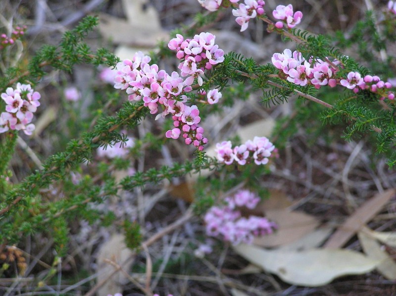 Babingtonia camphorosmae photo 6