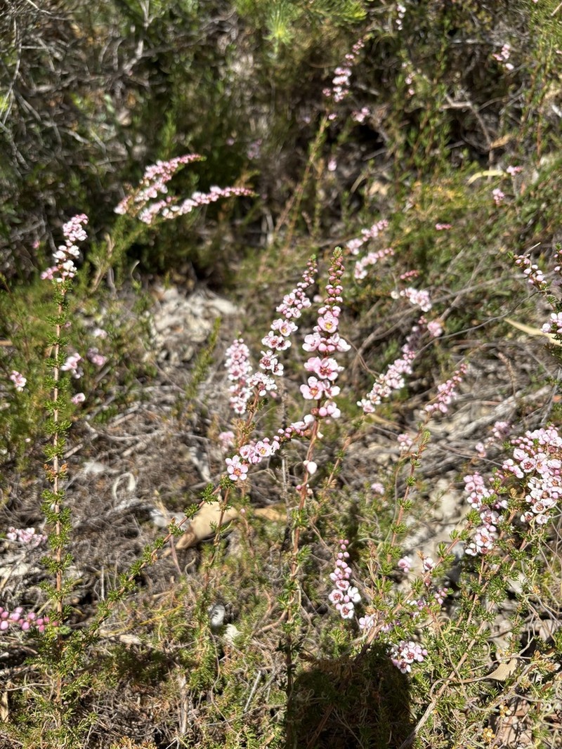 Babingtonia camphorosmae photo 7