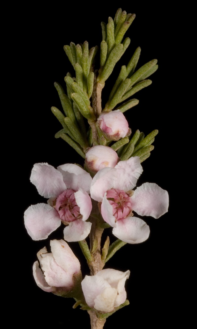 Babingtonia cherticola