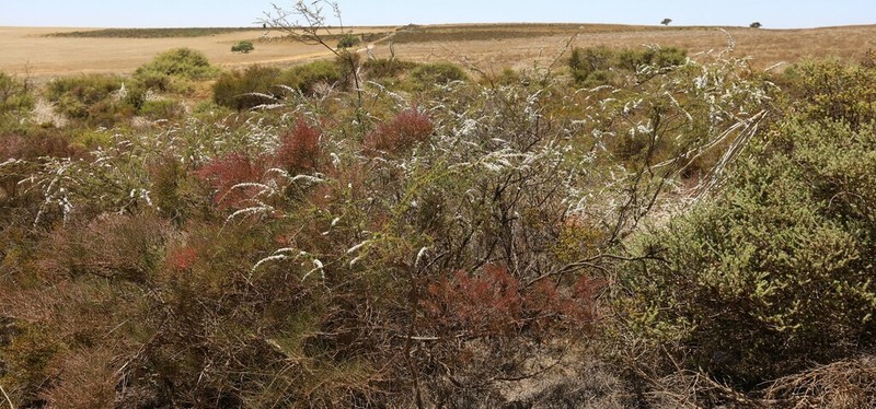 Babingtonia erecta