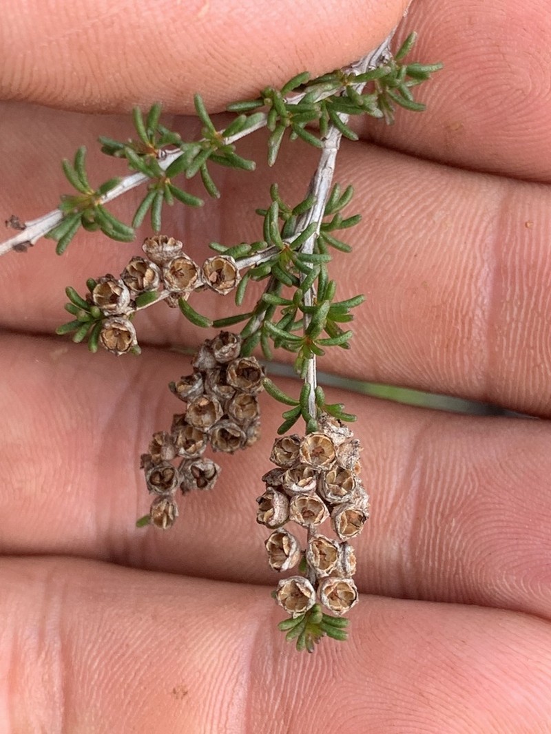 Babingtonia erecta photo 2