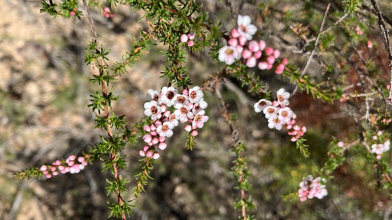 Babingtonia erecta photo 4