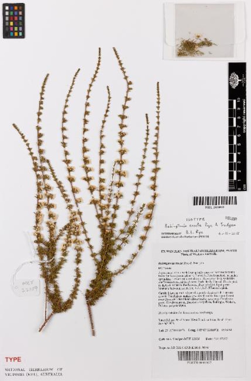 Babingtonia erecta photo 6