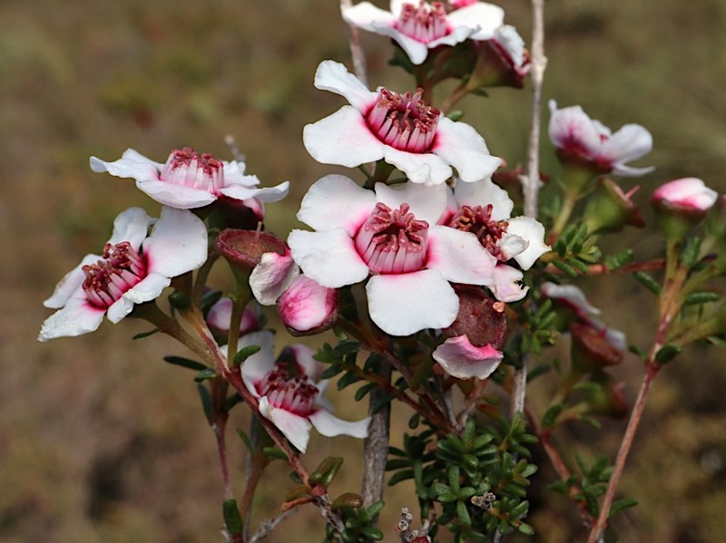 Babingtonia grandiflora