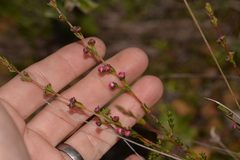 Babingtonia grandiflora photo 2