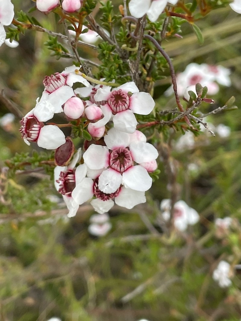 Babingtonia grandiflora photo 3