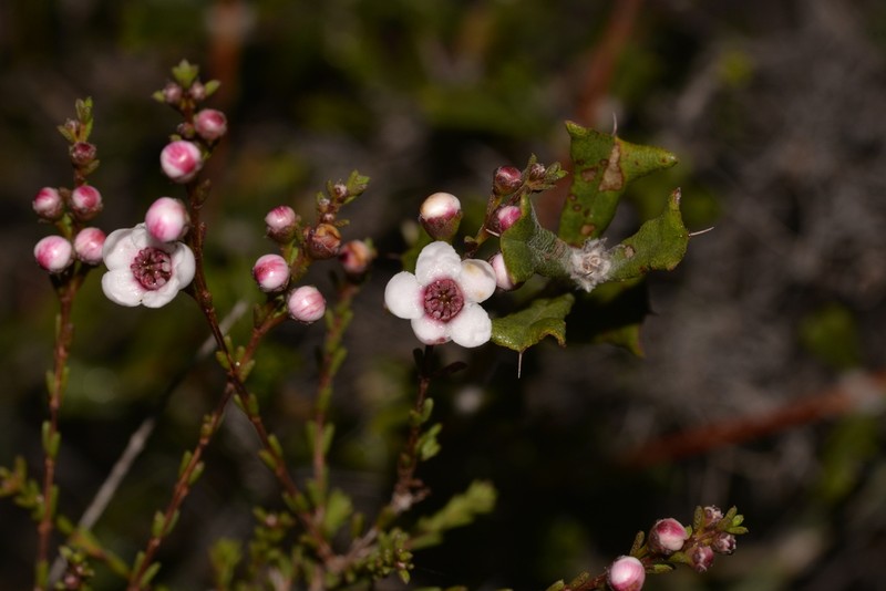 Babingtonia grandiflora photo 4
