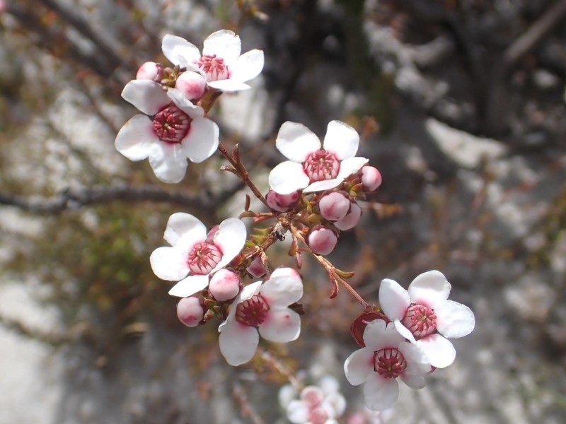 Babingtonia grandiflora photo 5