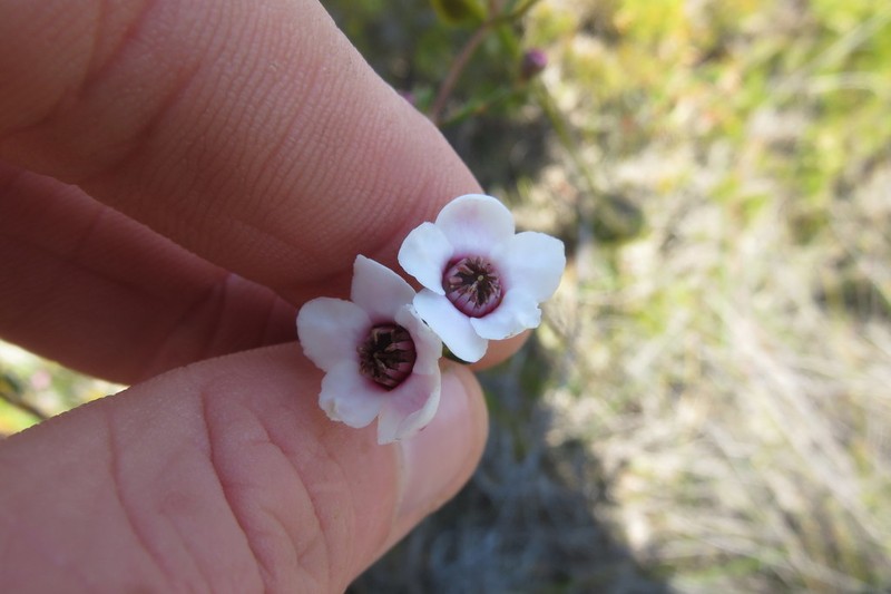 Babingtonia grandiflora photo 6