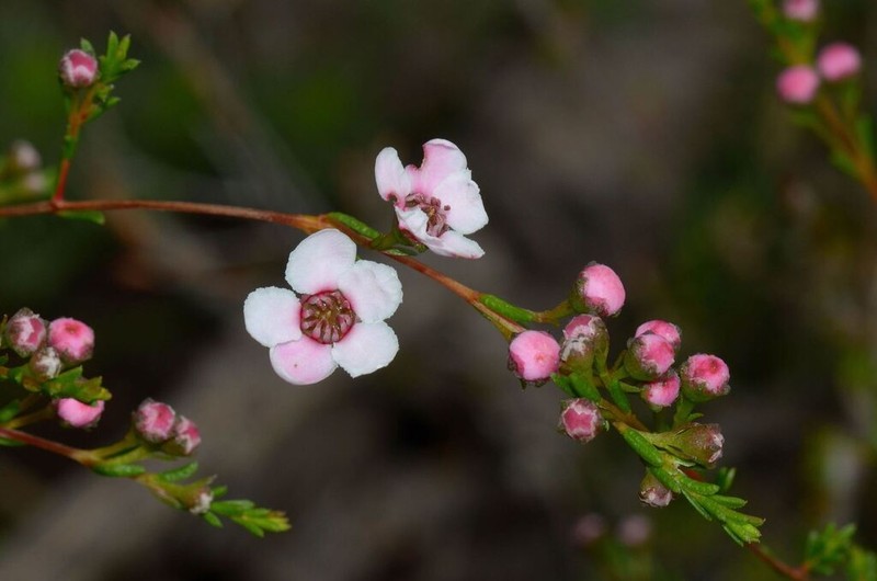 Babingtonia grandiflora photo 7