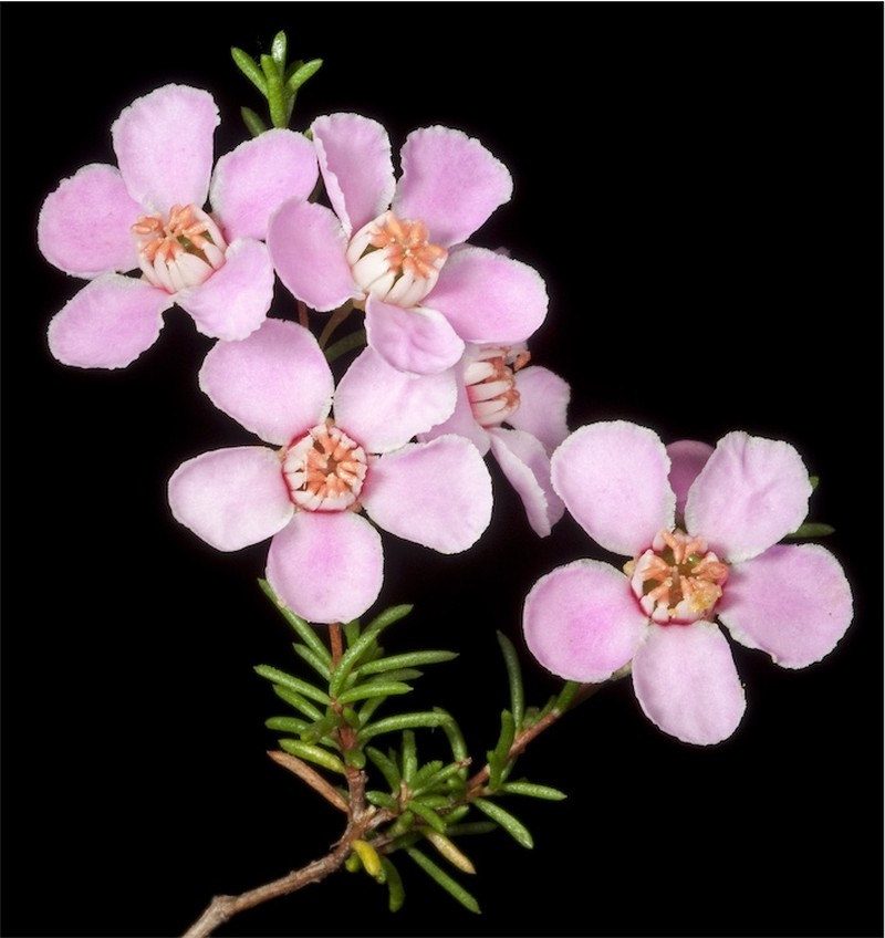 Babingtonia pelloeae