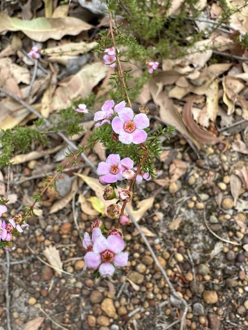Babingtonia pelloeae photo 2