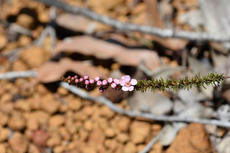 Babingtonia pelloeae photo 3