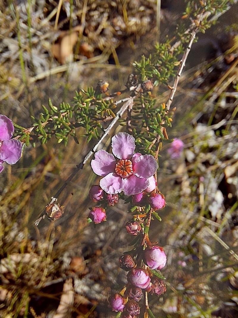 Babingtonia pelloeae photo 4