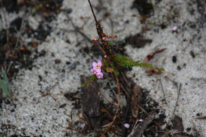 Babingtonia pelloeae photo 5