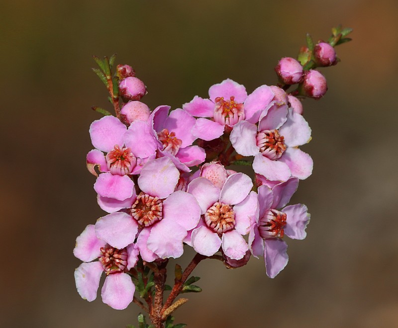 Babingtonia pelloeae photo 6