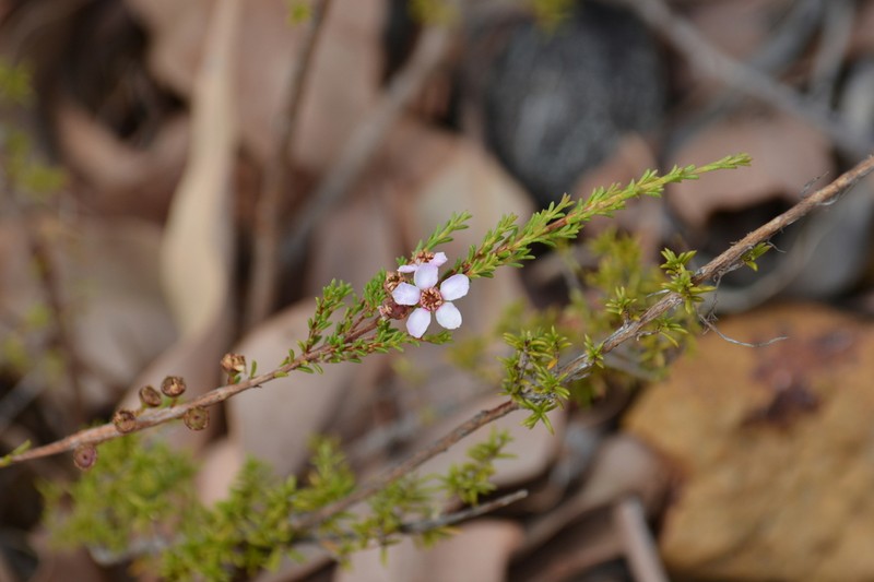 Babingtonia pelloeae photo 7