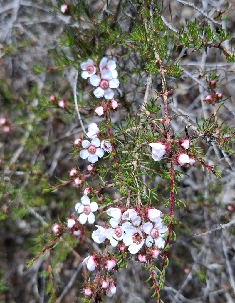 Babingtonia peteriana photo 2