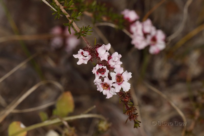 Babingtonia peteriana photo 3