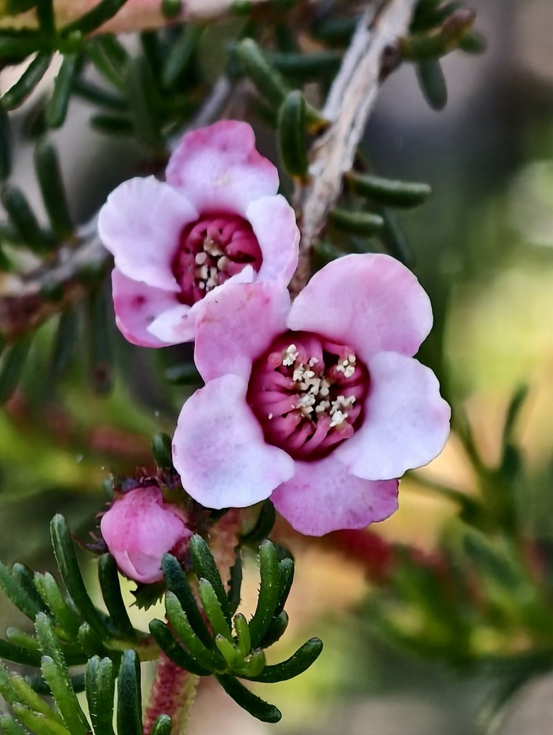 Babingtonia peteriana photo 4