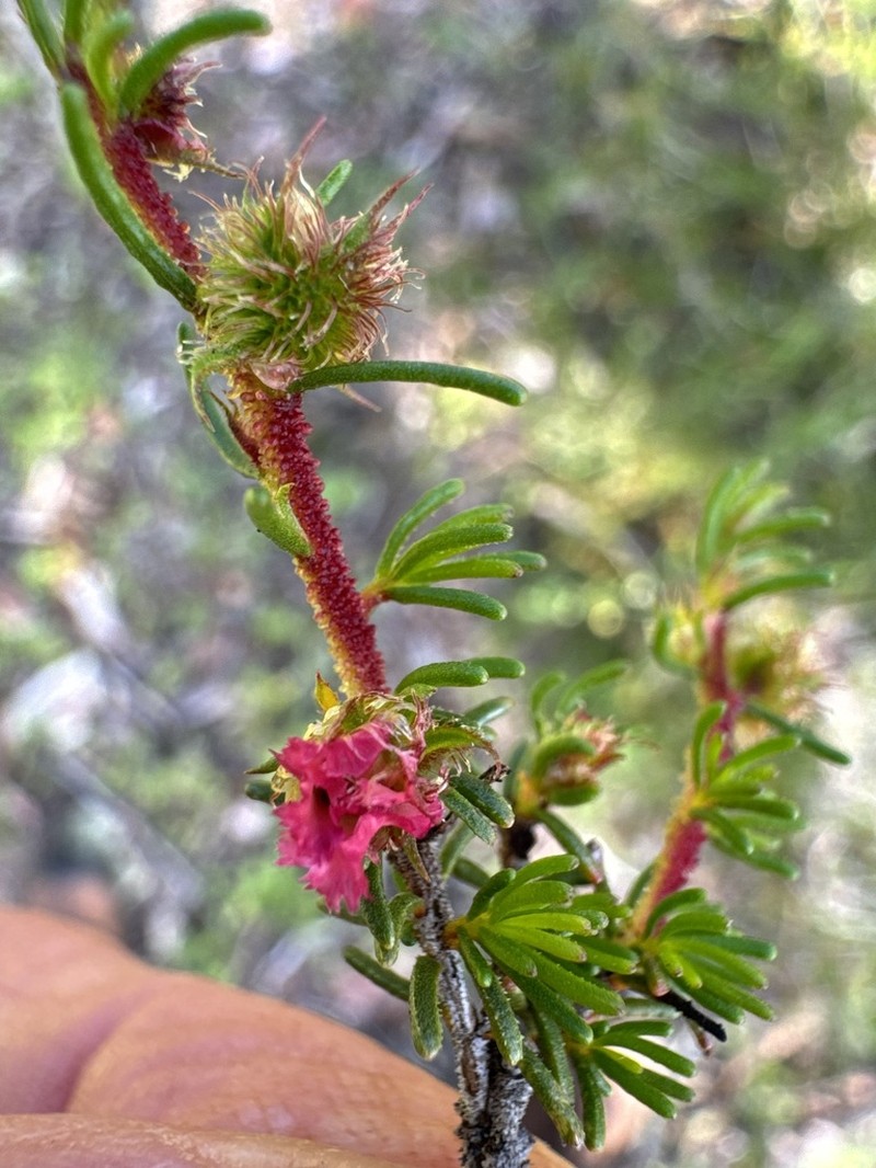 Babingtonia peteriana photo 5