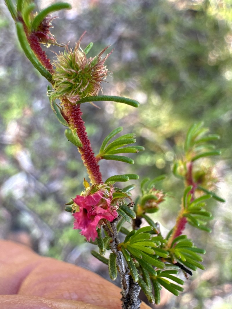 Babingtonia peteriana photo 6