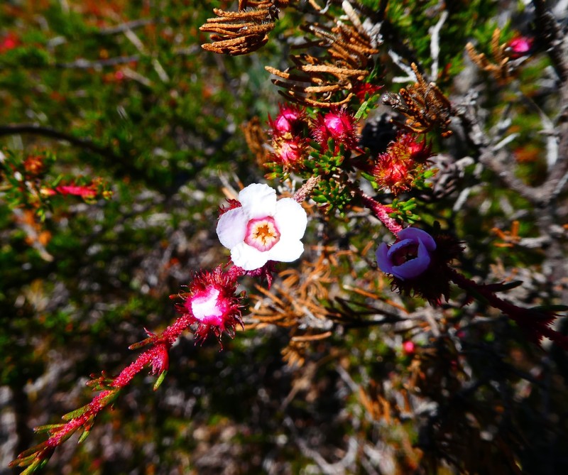 Babingtonia peteriana photo 8