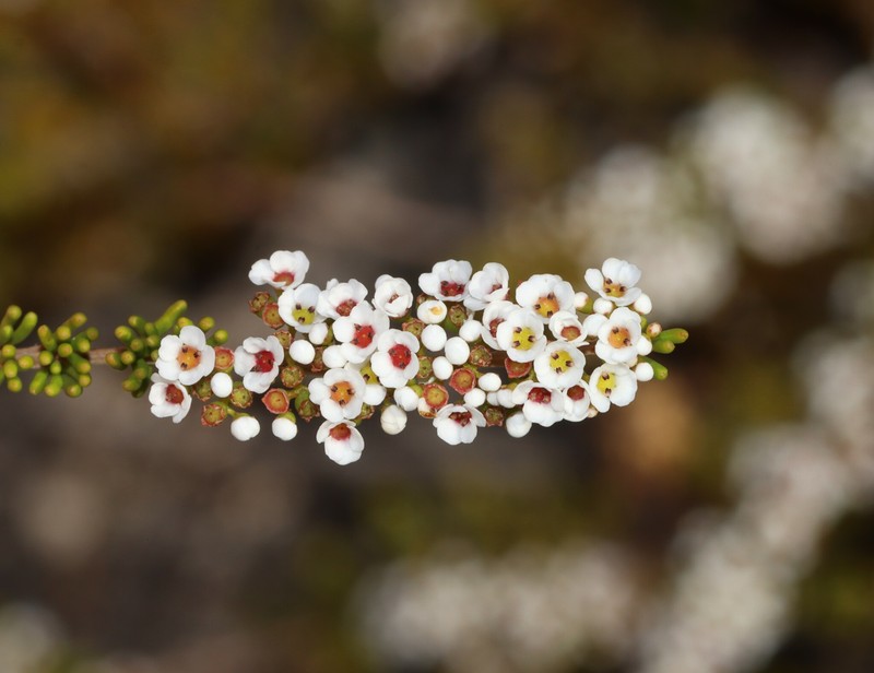 Babingtonia triandra photo 3