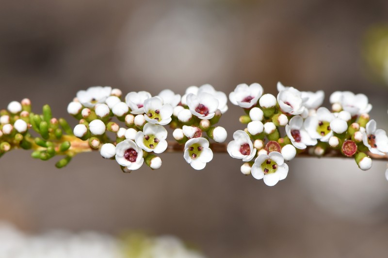 Babingtonia triandra photo 4