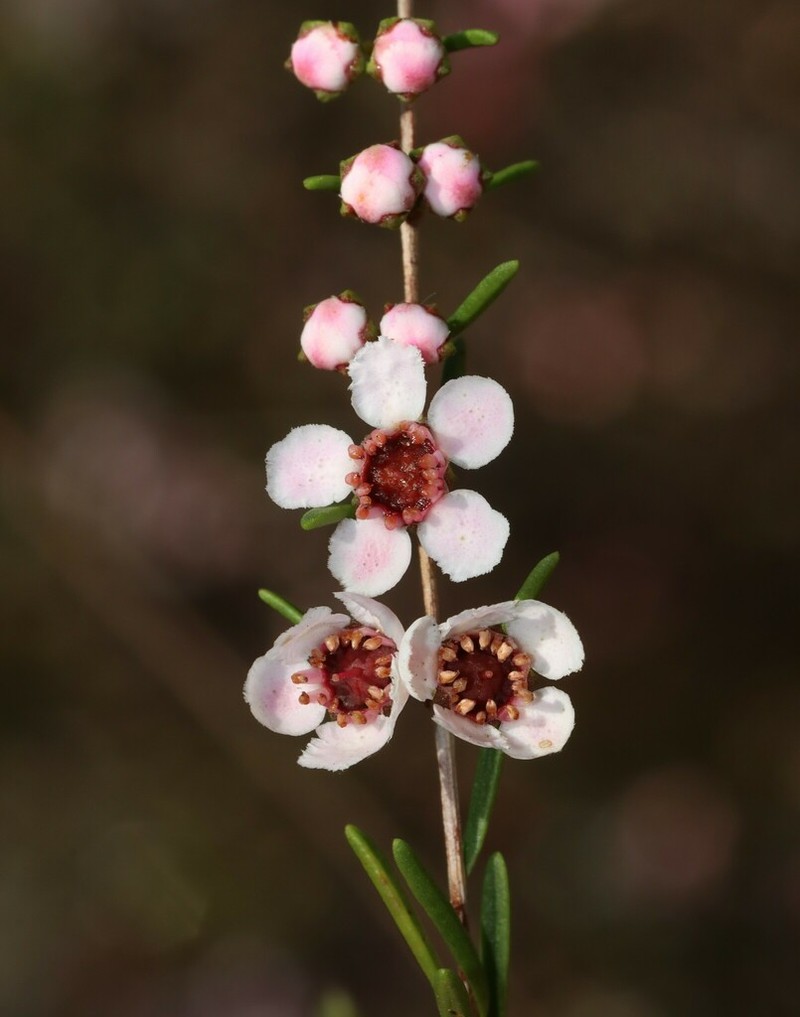 Babingtonia urbana