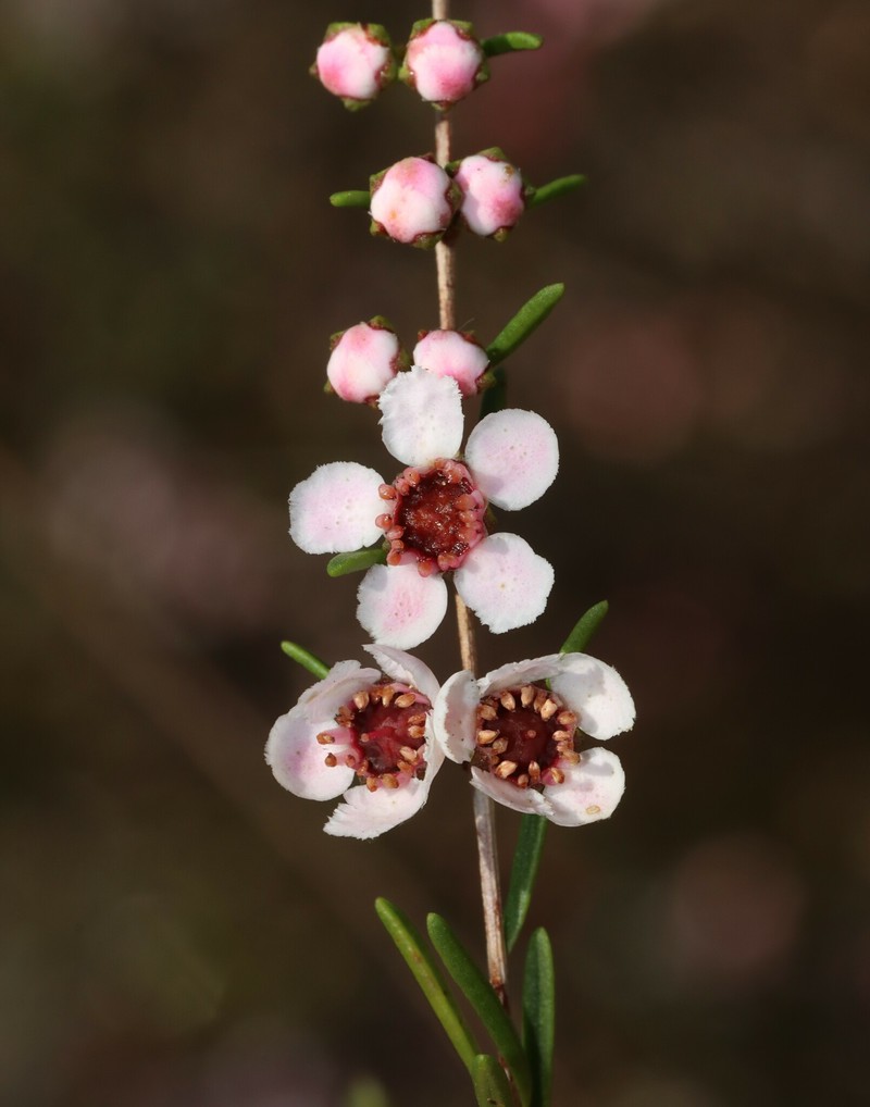 Babingtonia urbana photo 2